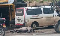 Caballo murió de un infarto por el exceso de trabajo.