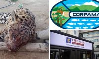 El jaguar fue atacado en zona rural de Ciénaga.