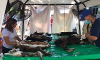 Esterilización de perros y gatos en Santa Marta
