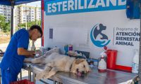 Esterilizaciones de la Alcaldía de Santa Marta
