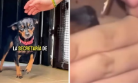 perrita rescatada.