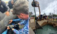 Rescate del manatí sobrado de tiburón