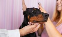 Mutilaciones en mascotas.