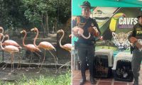 Recuperación de aves en un patio de una vivienda en Sevillano