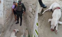 Animal rescatado en Santa Marta