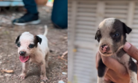Alcaldía de Santa Marta rescató cinco cachorros abandonados en el Mercado Público