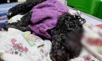 Esta es Abby, la perrita que falleció por los fuertes golpes ocasionados por el hombre.