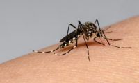 Mosquitos dengue