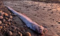 Aunque algunas creencias lo vinculan con terremotos, expertos descartan cualquier relación científica y apuntan a factores ambientales como posible causa de su aparición en aguas superficiales.