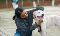 Esterilizaciones masivas en Santa Marta