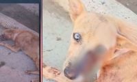 Perrito herido