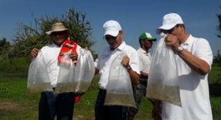 Drummmond Plan de repoblamiento pesquero realizado por Drummond en El Paso, Cesar.