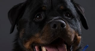 Imagen de referencia.