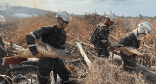 Ejército rescató tres caimanes y dos tortugas del incendio en el Parque Isla Salamanca