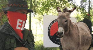 ELN usa burro cargado de explosivos para atacar al Ejército en Valdivia