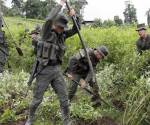 Más de 2.000 hombres de la Fuerza Pública adelantan la erradicación forzada de matas de coca en Tumaco.