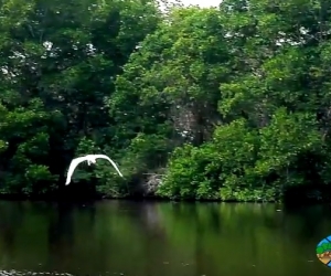 Manglares de la Ciénaga Grande de Santa Marta. 