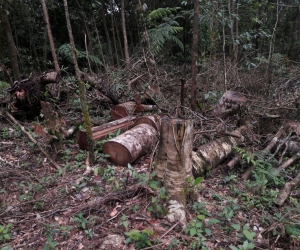 La tala indiscriminada afecta el cambio climático.