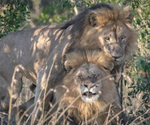 Escándalo en Kenia por pareja de ‘leones gays’: piden que vayan a terapia