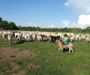 Zona de los llanos colombianos.