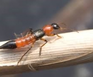  Presenta franjas de colores atractivos generalmente negros y rojos (o anaranjados), mide entre 1 centímetro (10mm) y centímetro y medio (15 mm).