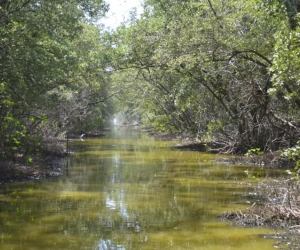 Ciénaga Grande de Santa Marta.