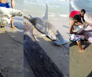 Tiburón martillo capturado en las playas de Santa Verónica.