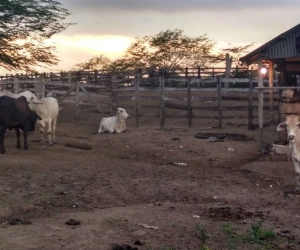 Predios recuperados en Sabanas de San Ángel, Magdalena.