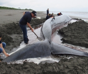 Ballena que había encallado en playas de Tumaco. 