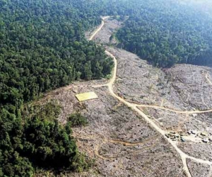Deforestación en Colombia
