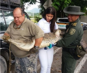 Caimán capturado por Policía Ambiental