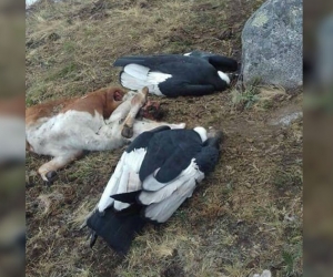 Cóndores muertos en San Pedro de la Sierra.