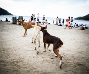 Los perros y gatos callejeros serán esterilizados. 