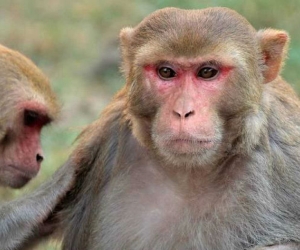 Macacos Rhesus