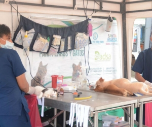 Las mascotas fueron atendidas en la Unidad de Esterilización Móvil.