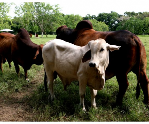 La movilización de los bovinos ubicados en las veredas mencionadas se permite, siempre y cuando los animales hayan sido vacunados 15 días antes de la fecha de movilización.