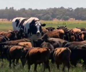 El bovino mide 1 metro con 94 centímetros y pesa 1.400 kilos.