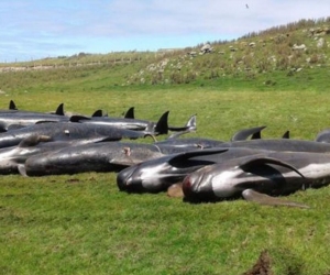  Parte de las ballenas fallecidas. 