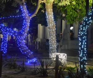 Un poco de luces en los árboles para no dejar pasar la fecha. 