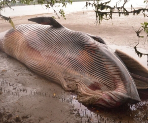 Ballena jorobada apareció muerta en bahía de Buenaventura.