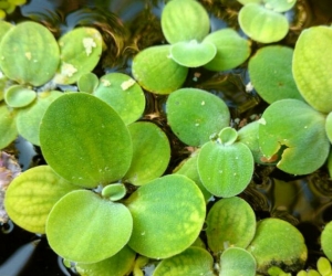 La “Lechuga de agua”, cuyo nombre científico es Pistia stratoites, es una planta que flota en las zonas costeras del Magdalena.