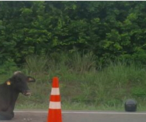  La vaca en el sitio del accidente.