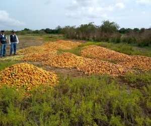 Aspecto de las visitas a las zonas donde, por sobreproducción, se está botando el mango.