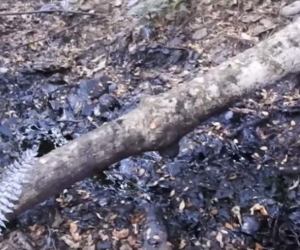 Así se encuentra la zona después del derrame de crudo. 