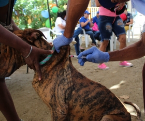 Con una jornada de salud animal, el Distrito, conmemoró el Día Mundial Contra La Rabia, 226 animales fueron vacunados.