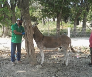 Inició Programa de Sustitución de vehículos de Tracción Animal de la Alcaldía