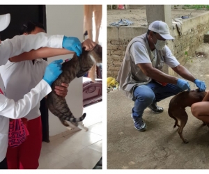 Vacunación de felinos y caninos contra la rabia