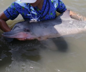 La Policía participó en el operativo de rescate del delfín en Puerto Velero.