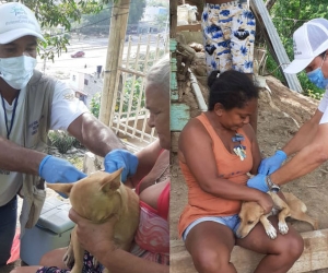 Gran Jornada de vacunación masiva antirrábica canina y felina.