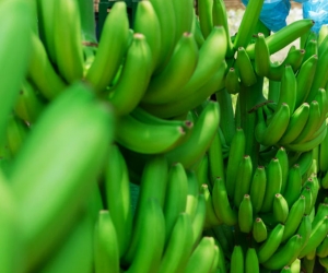 El cultivo de banano será uno de los temas más importantes en Expoagrosavia 2019